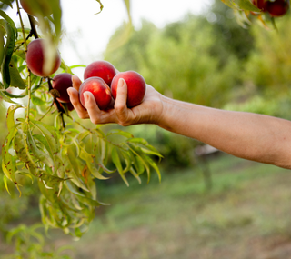 Cultivos do mês - Plantar em Julho