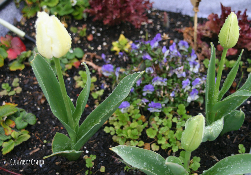 plantar em março tulipas