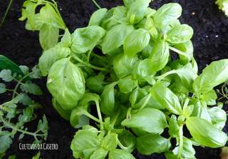 Manjericão - como cultivar e utilizar!