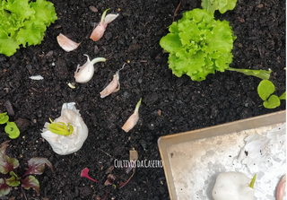 Como plantar alho na horta em casa!