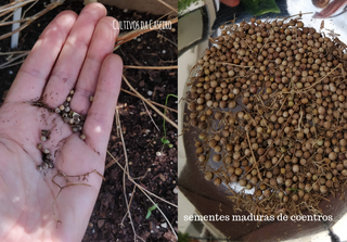 Sementes de coentros - Como colher e guardar!