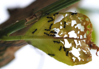 Tratamentos naturais da Horta e Jardim - 5 Receitas fáceis!