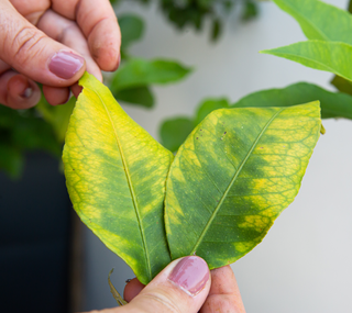 Controlo de doenças da Horta e Jardim - Receita natural