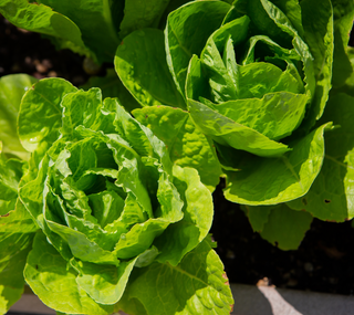 Cultivos da Época - Colher e plantar em Novembro