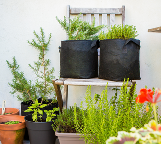 O meu Jardim de Ervas Aromáticas