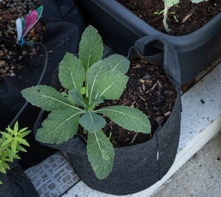 Cultivos da época - Plantar e colher em Dezembro