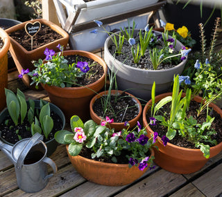 Cultivos da Época - Plantar em Março