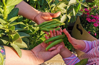 Como cultivar favas na horta