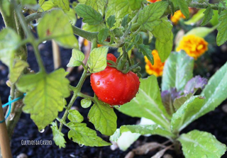 Tomate - como cultivar e utilizar!