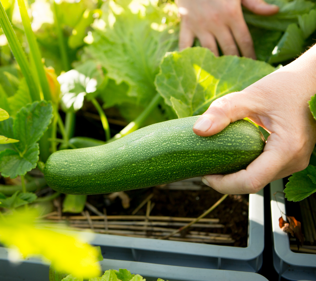 Como cultivar curgete - Guia completo – Cultivos da Caseiro