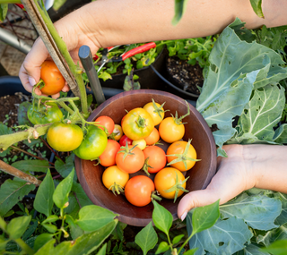 Fungicida natural e eficaz para Tomates