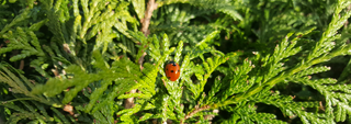 Aliados naturais da Horta - 7 insetos nossos amigos!