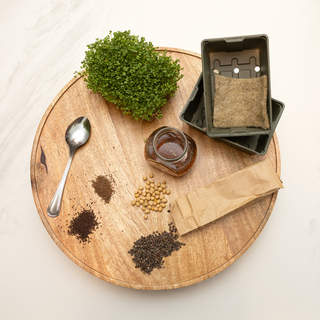 Workshop Microverdes e Brotos