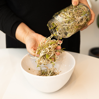 Workshop Microverdes e Brotos