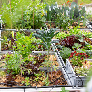 Workshop Cria o teu jardim comestível (na terra ou vaso)