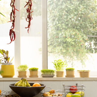 Workshop Microverdes e Brotos