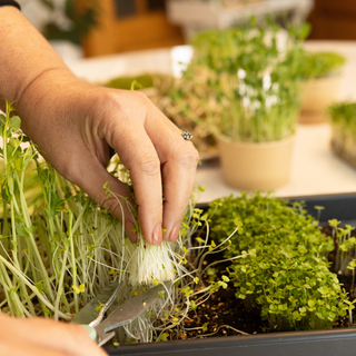 Workshop Microverdes e Brotos