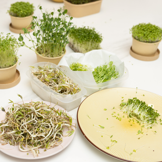 Workshop Microverdes e Brotos