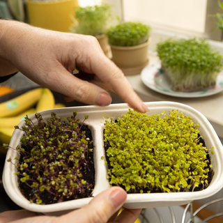 Workshop Microverdes e Brotos