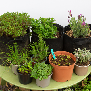 Mini-Hortas Aromaticas em Vaso workshop