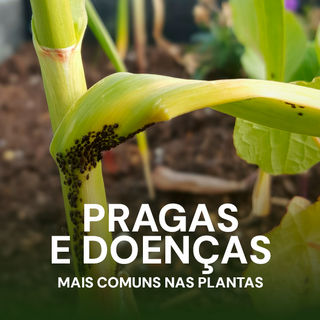 Curso Pragas e Doenças Comuns das Plantas