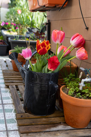 Tulipas em flor: resultado dos bolbos de outono