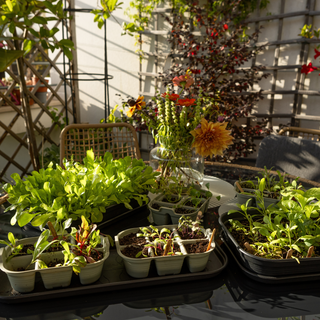 Workshop Sementeiras de Inverno: germinação e propagação