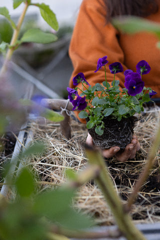 Mãos a plantar amor-perfeito roxo em canteiro com palha