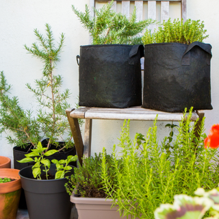 workshop braga ervas aromaticas