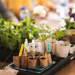 Workshop Sementeiras de Inverno: germinação e propagação