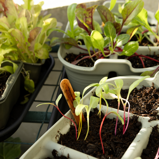 Workshop Sementeiras de Inverno: germinação e propagação