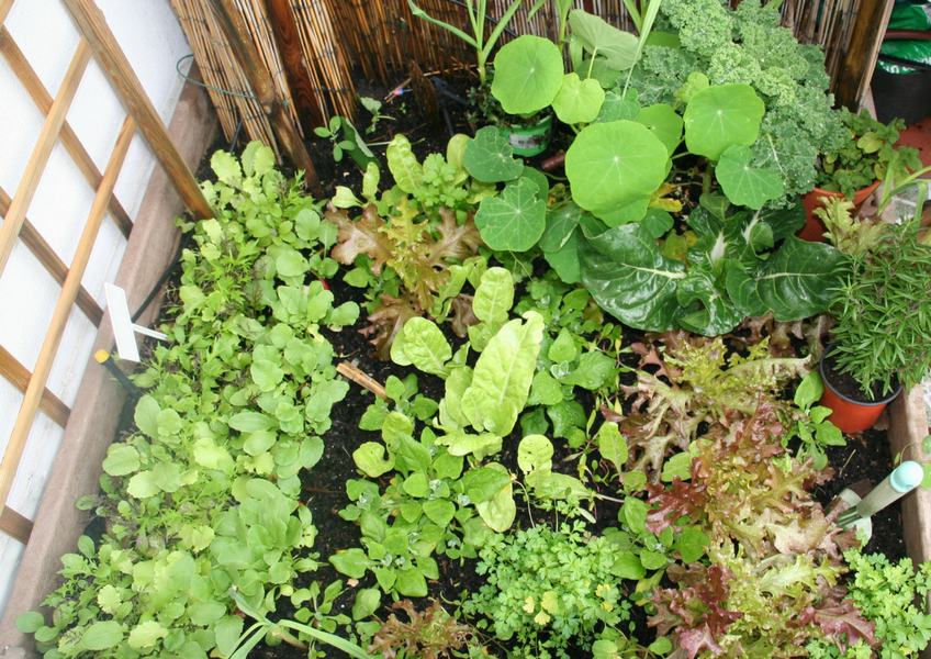 horta de saladas e sopas