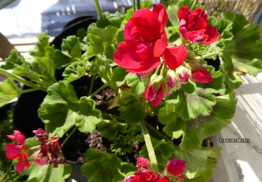 7 Flores comestíveis fáceis de cultivar em casa! - Cultivos da Caseiro