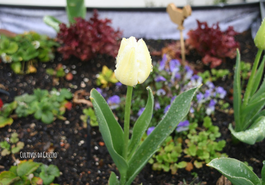 bolbos-de-inverno-tulipas