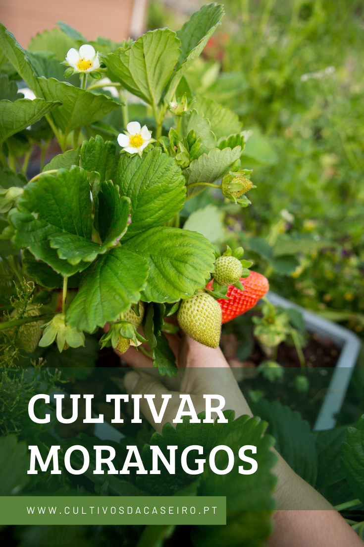 cultivar morangos